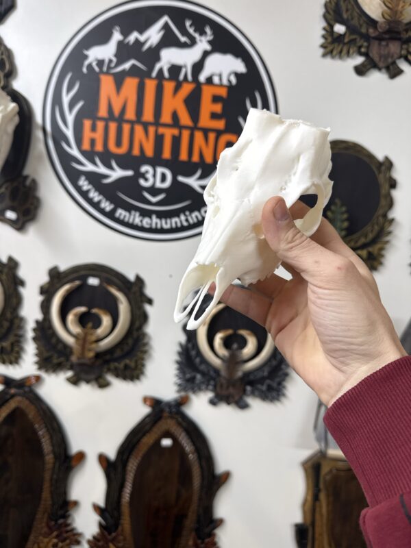 Craniu caprior marime naturala V2