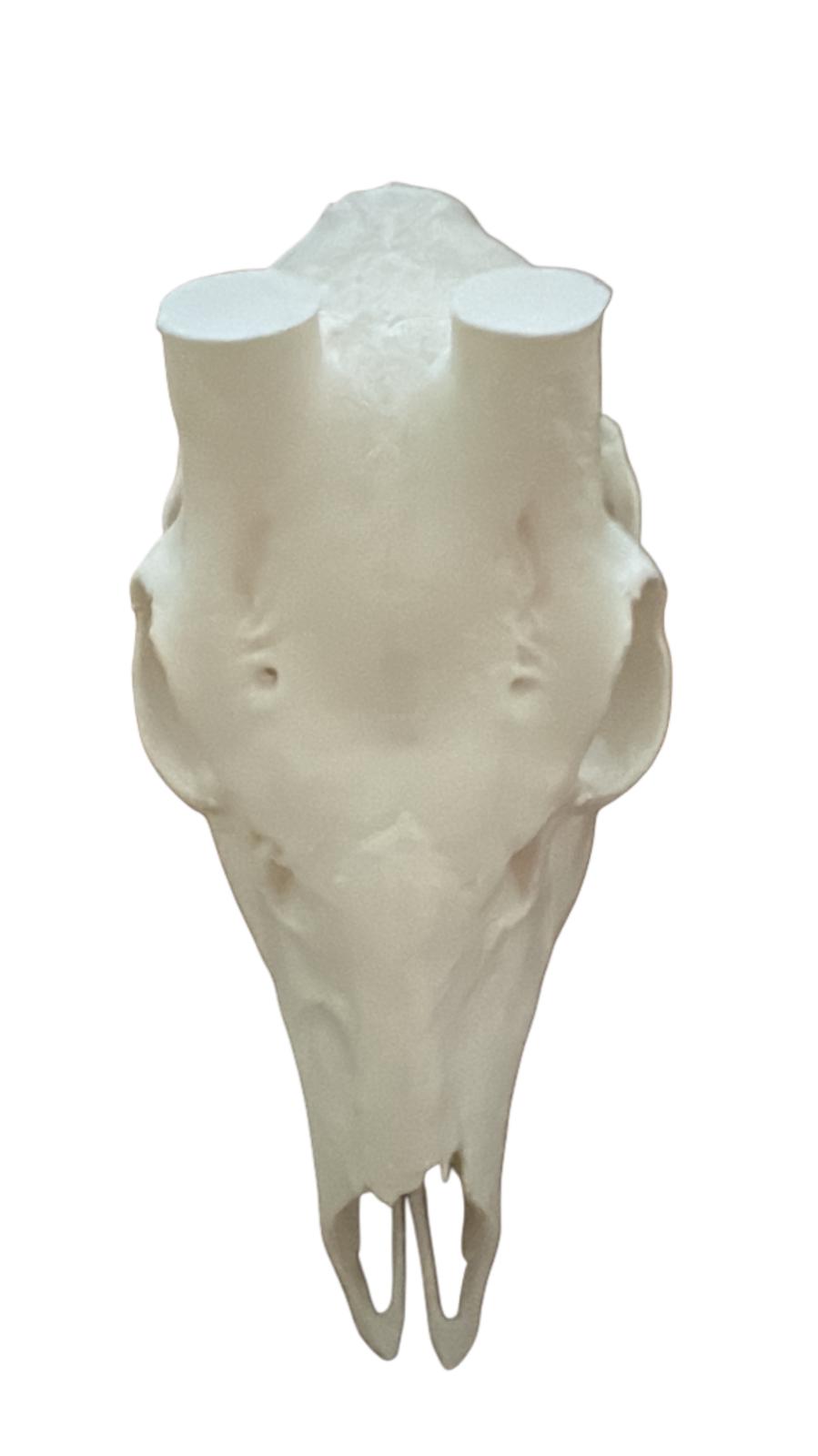 Craniu caprior marime naturala V2 - imagine 4