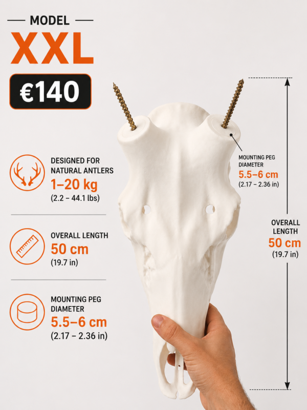 Replica craniu cerb XXL pentru coarne(50cm)