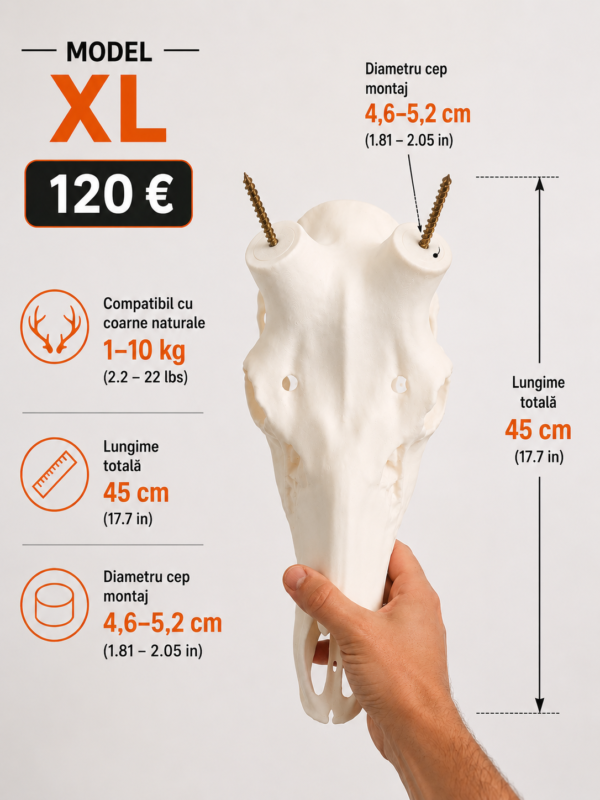 Replica craniu XL