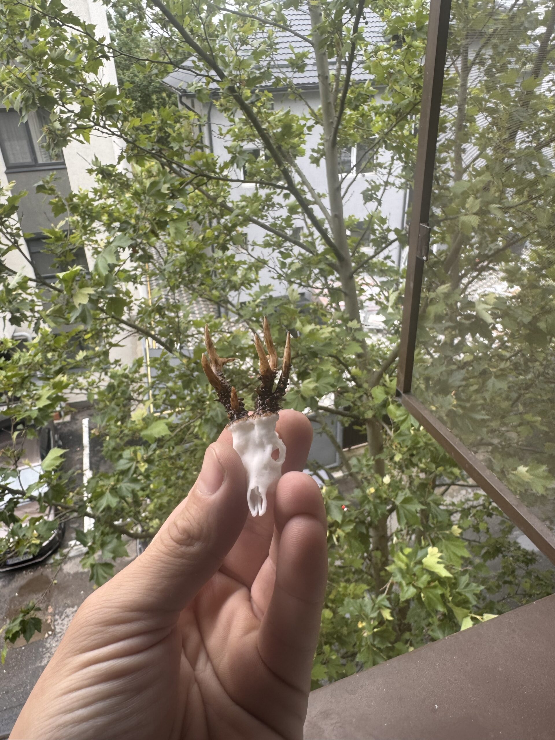 Magnet căprior v1 - imagine 3